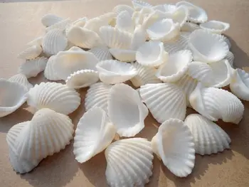 HappyKiss 100buc/lot Naturale shell diy acvariu yangtz decor alb shell sallei 2-3cm scoică naturală meserii