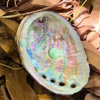 Naturale Chilian Abalone Shell Lucios Scoică Acvariu Landscapng Decor DIY Bijuterii Display Stand Caviar Vasul de Colectare Specimen